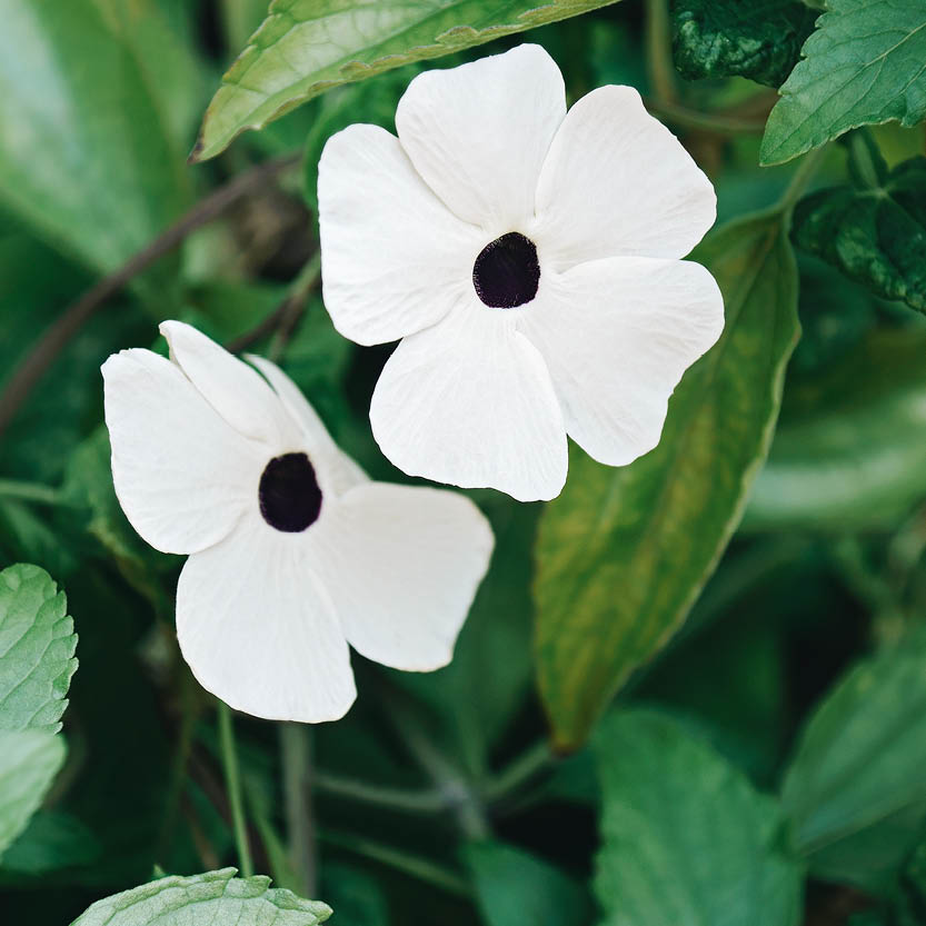 Thunbergia oculata alba (Suzanne met de mooie ogen)