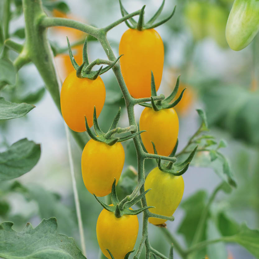 Olijftomaat 'Yellow Pearshaped'