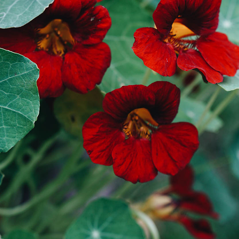 Tropaeolum minus ‘Black Velvet’ (Oost-Indische kers)