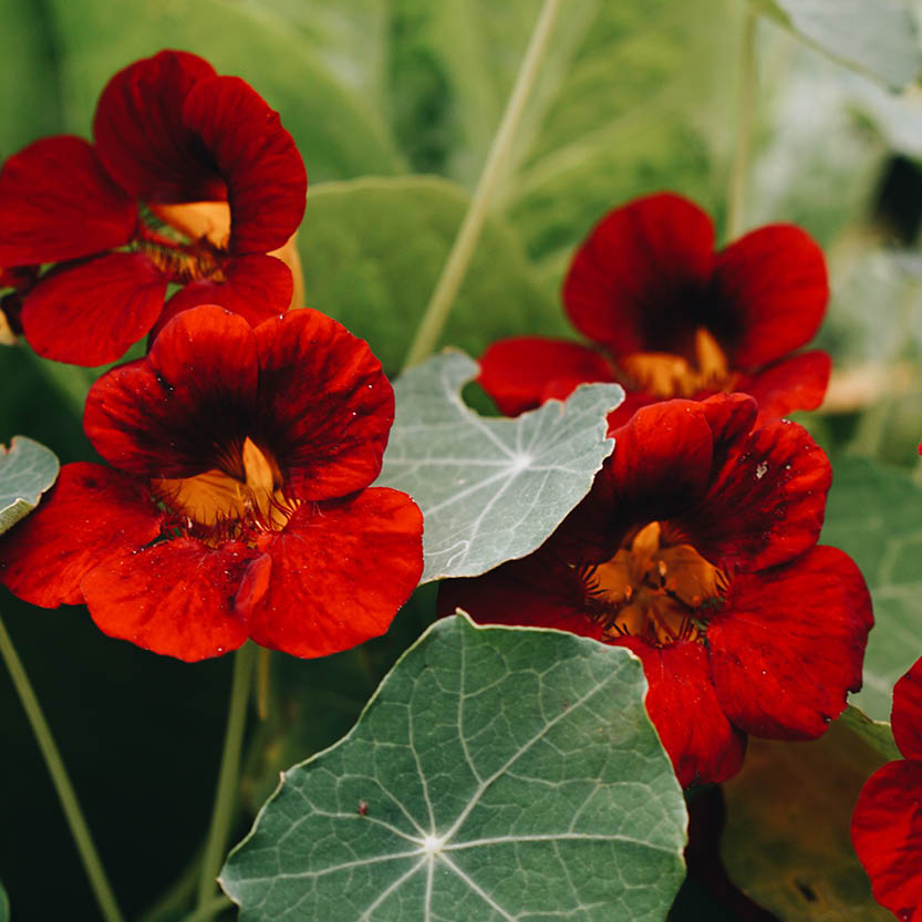 Tropaeolum minus ‘Black Velvet’ (Oost-Indische kers)
