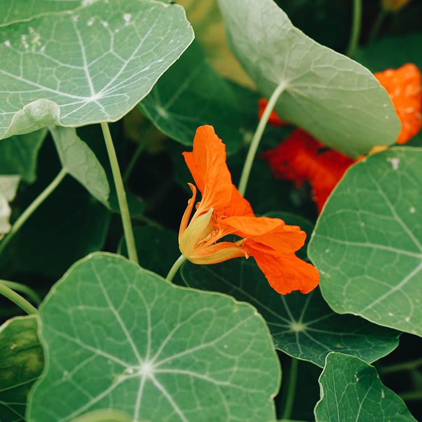 Tropaeolum minus ‘Whirlybird Tangerine’ (Oost-Indische kers)