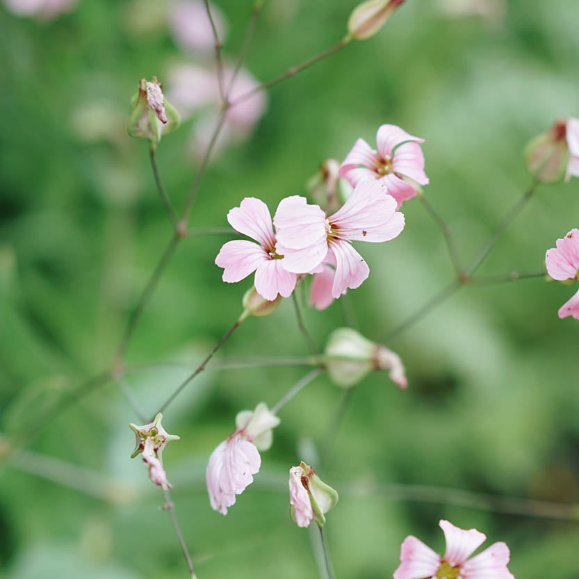 Vaccaria hispanica ‘Pink Beauty’ (koekruid)