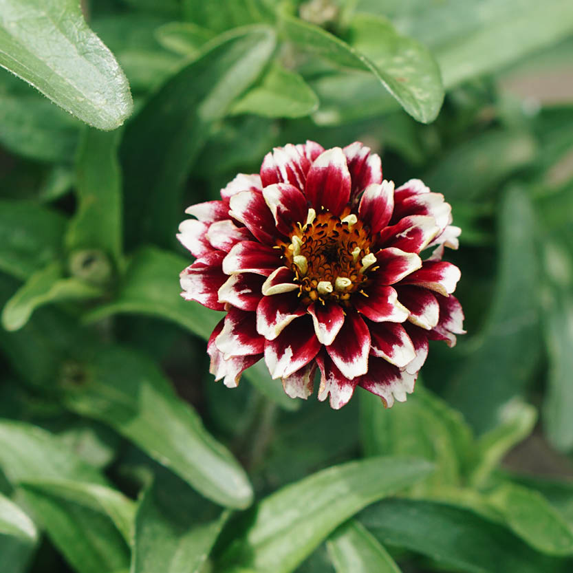 Zinnia haageana ‘Aztec Sunset’