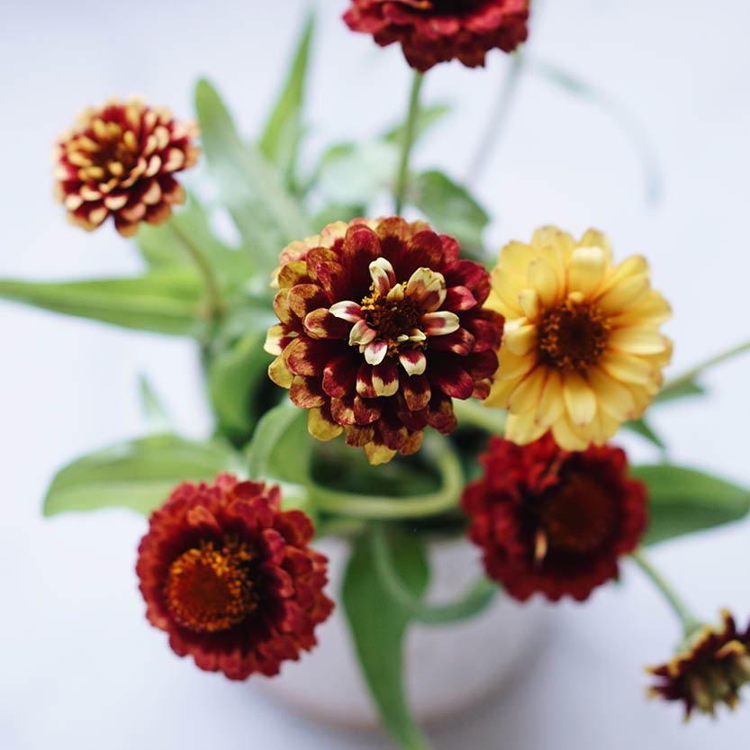 Zinnia haageana ‘Aztec Sunset’