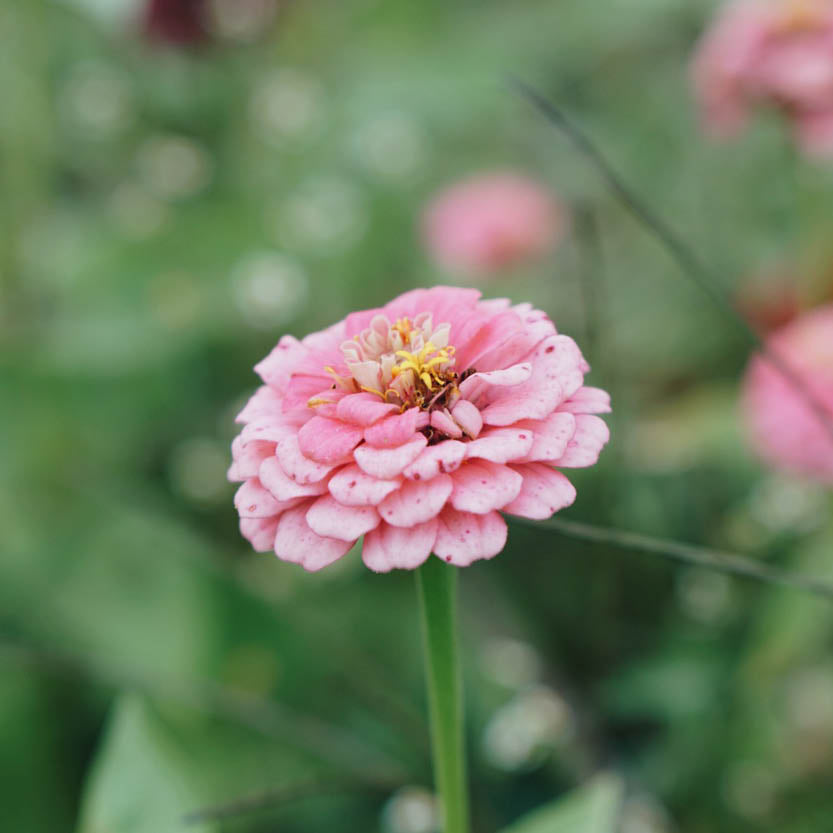 Zinnia elegans ‘Lilliput Mix’ BIO