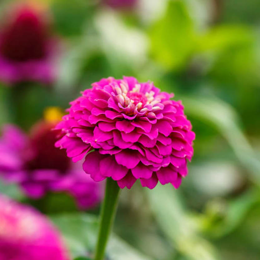 Zinnia elegans ‘Lilliput Purple’