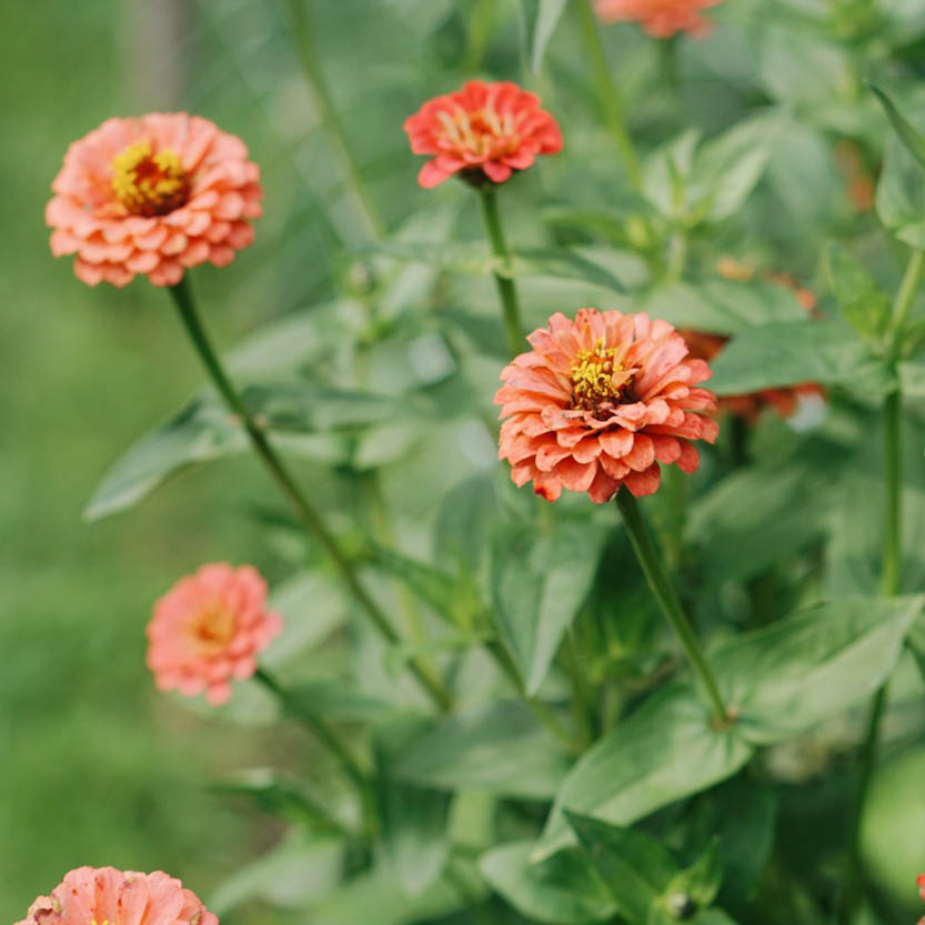 Zinnia elegans ‘Lilliput Salmon’