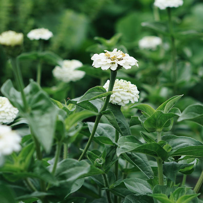 Zinnia elegans ‘Lilliput White’