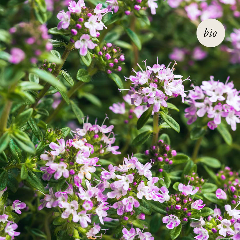 Zomertijm (Thymus vulgaris) BIO