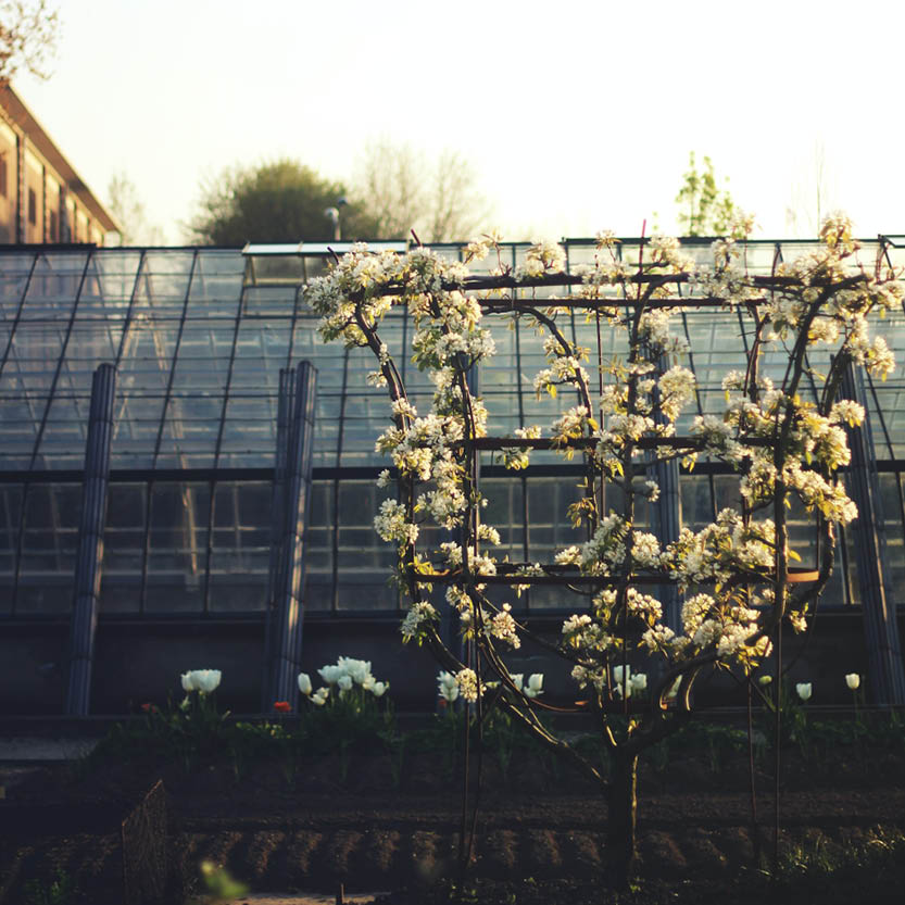 4 redenen voor een fruitboom in de tuin