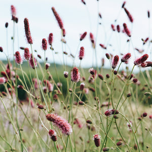 Inheemse planten voor de vlinder