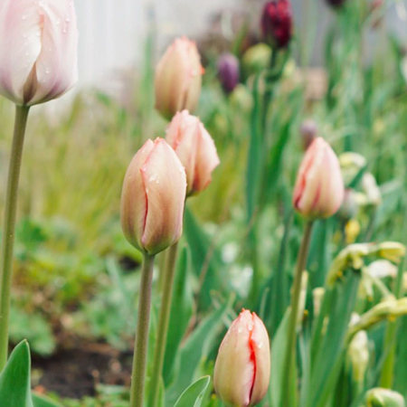 Verbeter je bodem met bemeste compost zonder turf