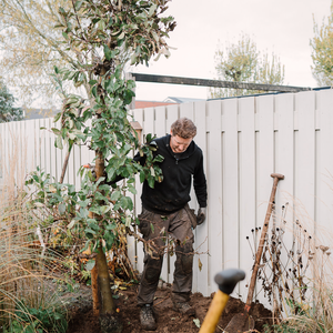 Alle voordelen van een boom in de tuin op een rij