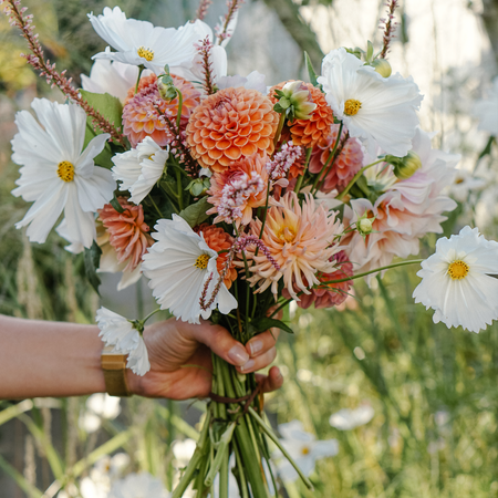 Onze liefde voor dahlia's