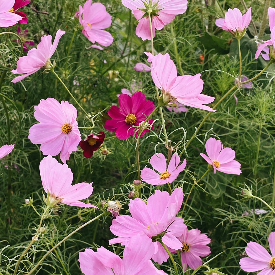 In de tuin bij Nina: 'Dromen in overvloed'