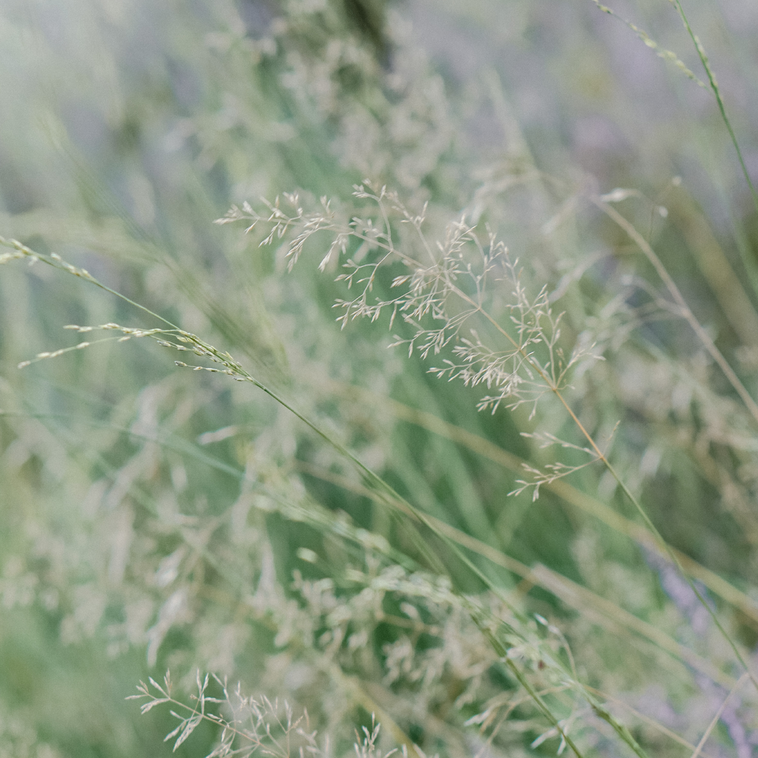 8x de groene podcast favorieten van tuinontwerper Nadine