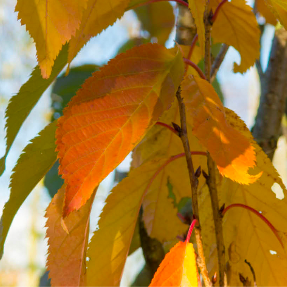 10 van onze favoriete bomen met herfstkleur