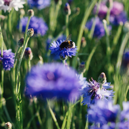 Korenbloem zaaien