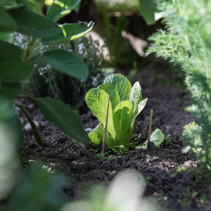 Weinig ruimte en toch een moestuin? Zo pak je het aan