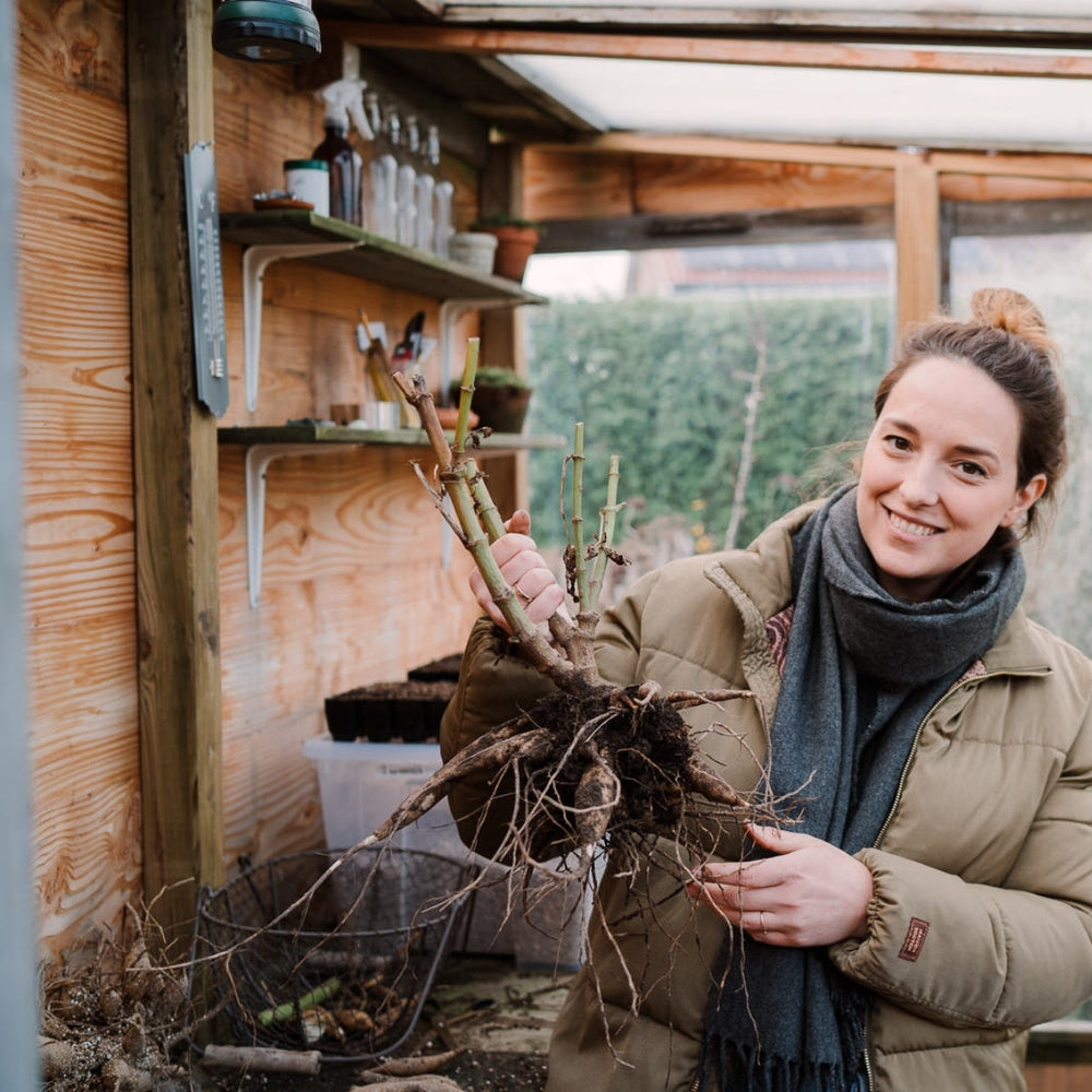 Tuinklusjes in november