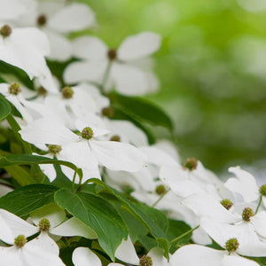 Bomen voor een kleine tuin