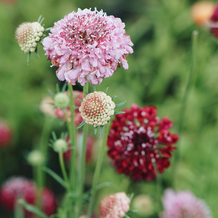 Een dankbare bloem: zo zaai je Scabiosa voor