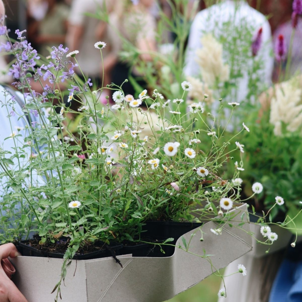 Garden Fest special