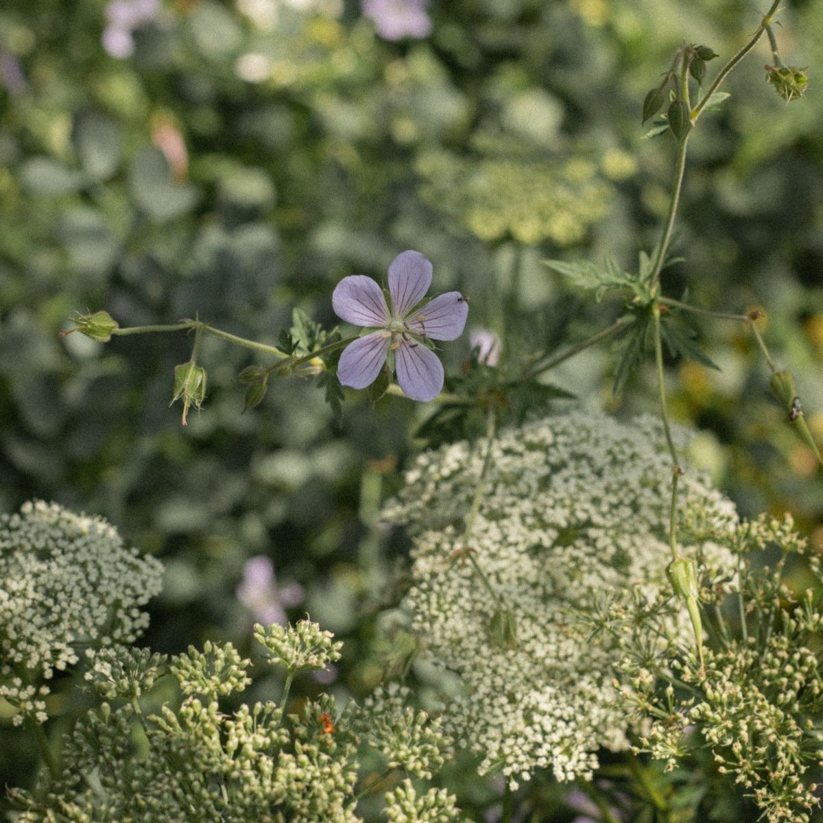 De tuin in balans