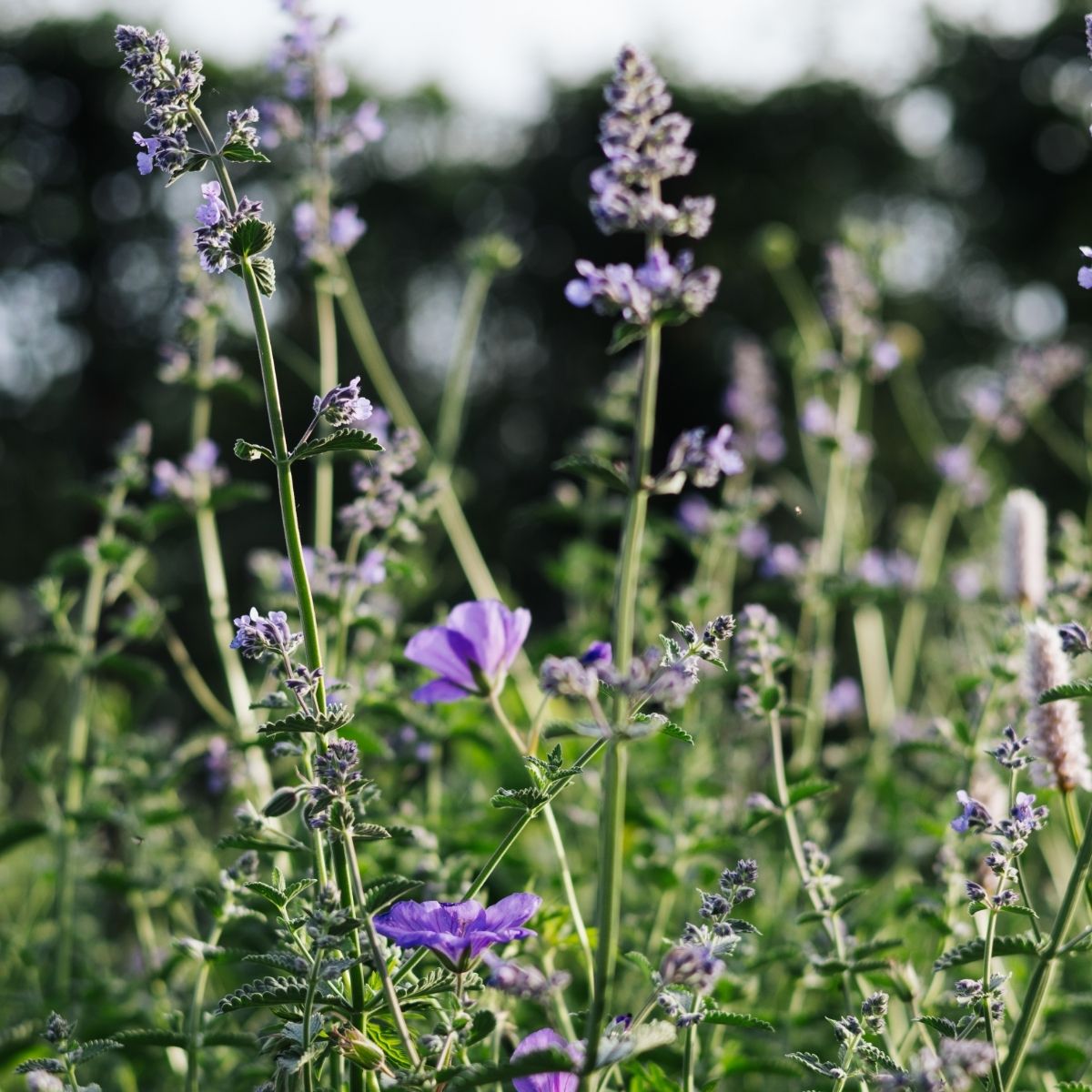 To do juli: aanplanten in de zomer, bladluizen bestrijden en een lesje bloemen plukken