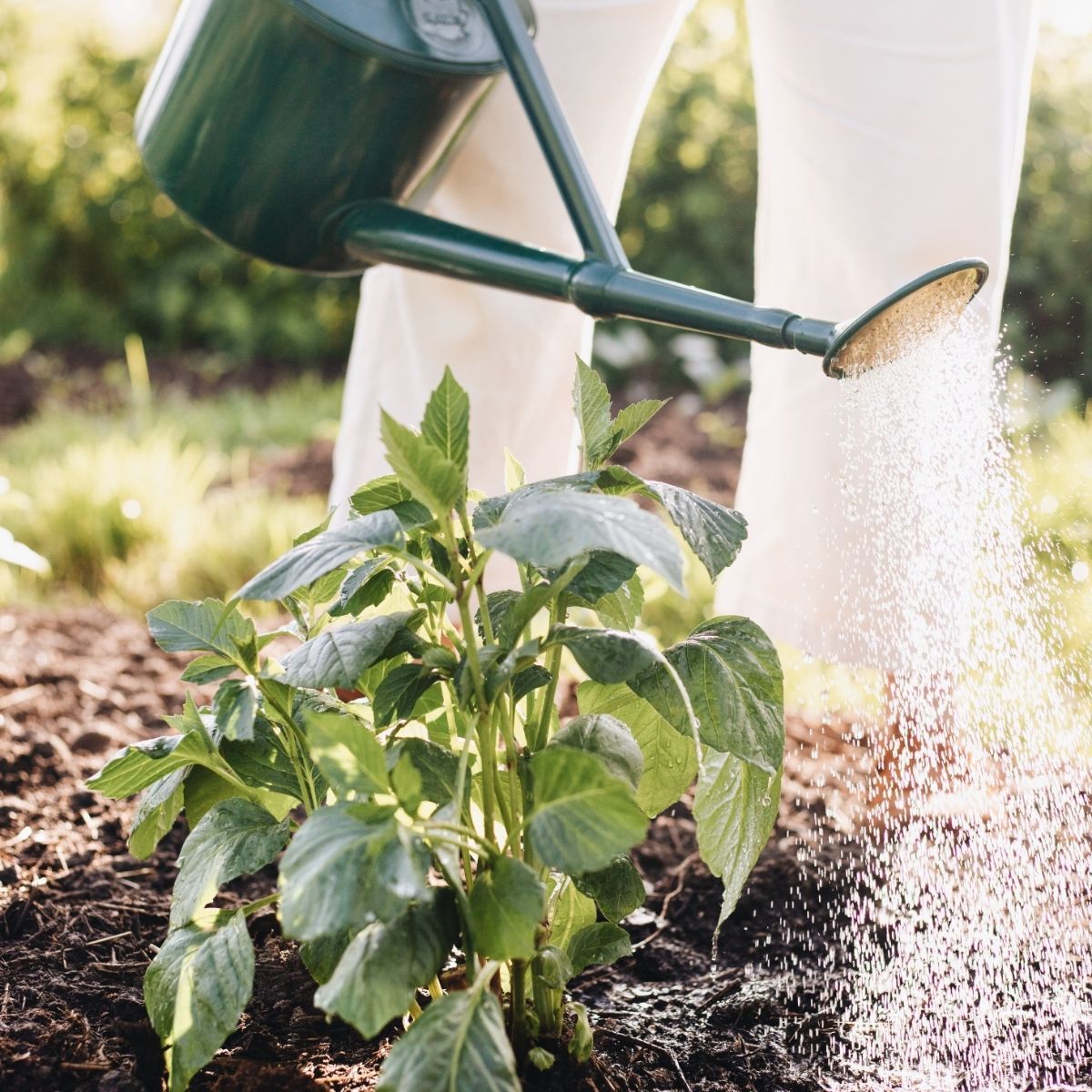 Water geven: zo help je je planten echt
