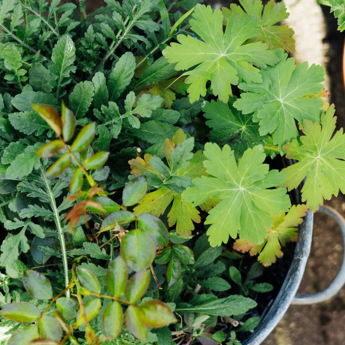 Do's and don'ts in een kleine tuin