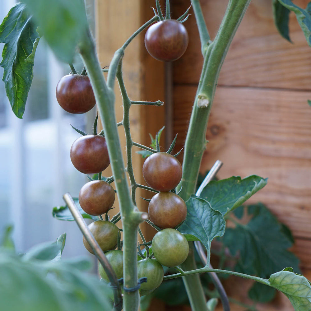 Tomatenspektakel in jouw tuin, zo doe je dat