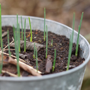 Ga mee de tuin in met Riella: een tuin vol herinneringen