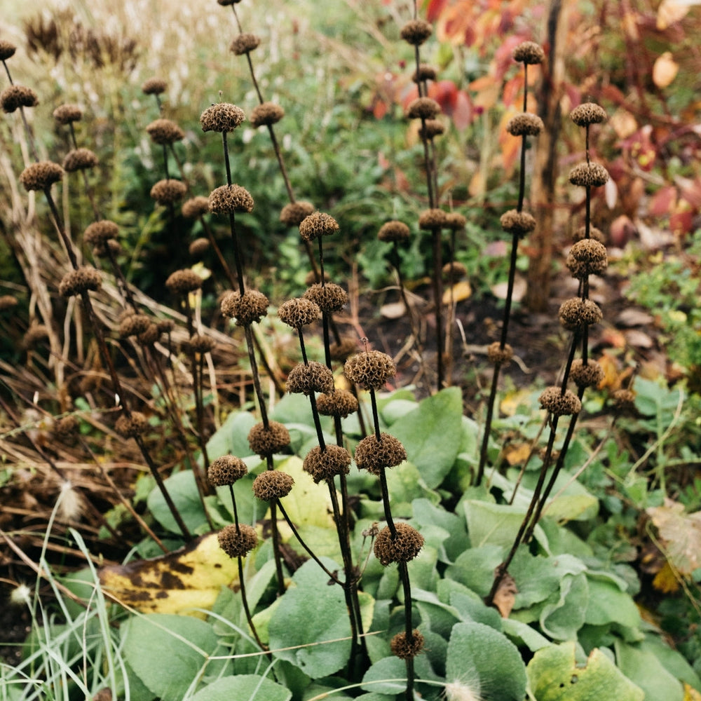 Vaste planten snoeien