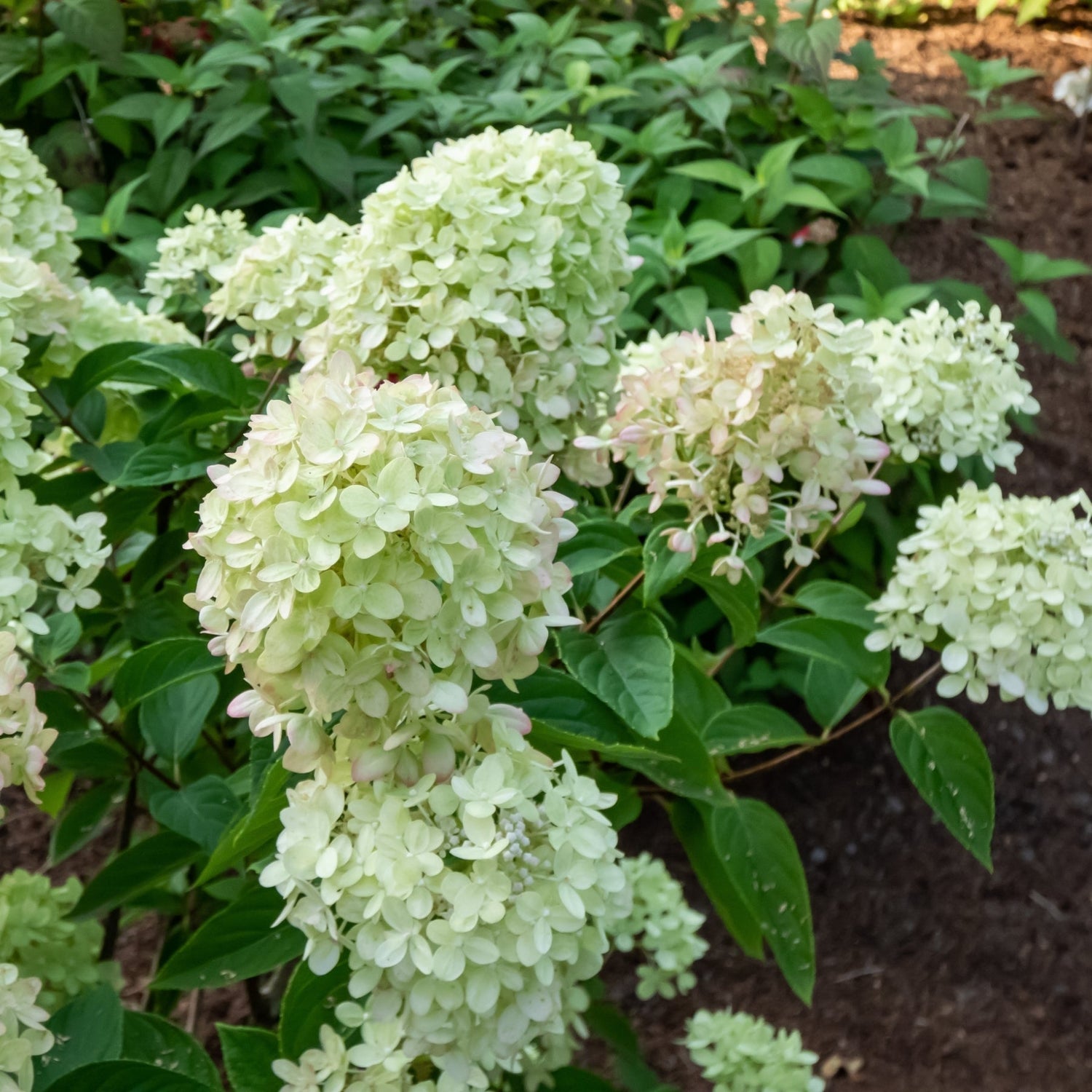 Waarom je juist nú struiken aanplant - en deze soorten zijn favoriet