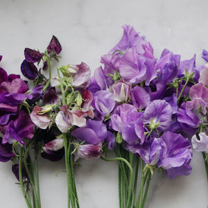 Lathyrus zaaien & oogsten