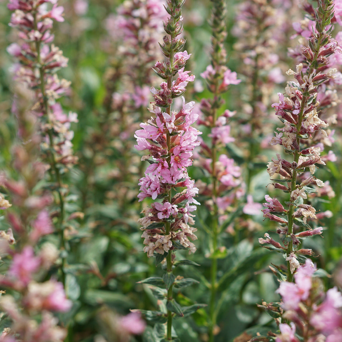 3x zomercombinaties die je tuin kleur geven