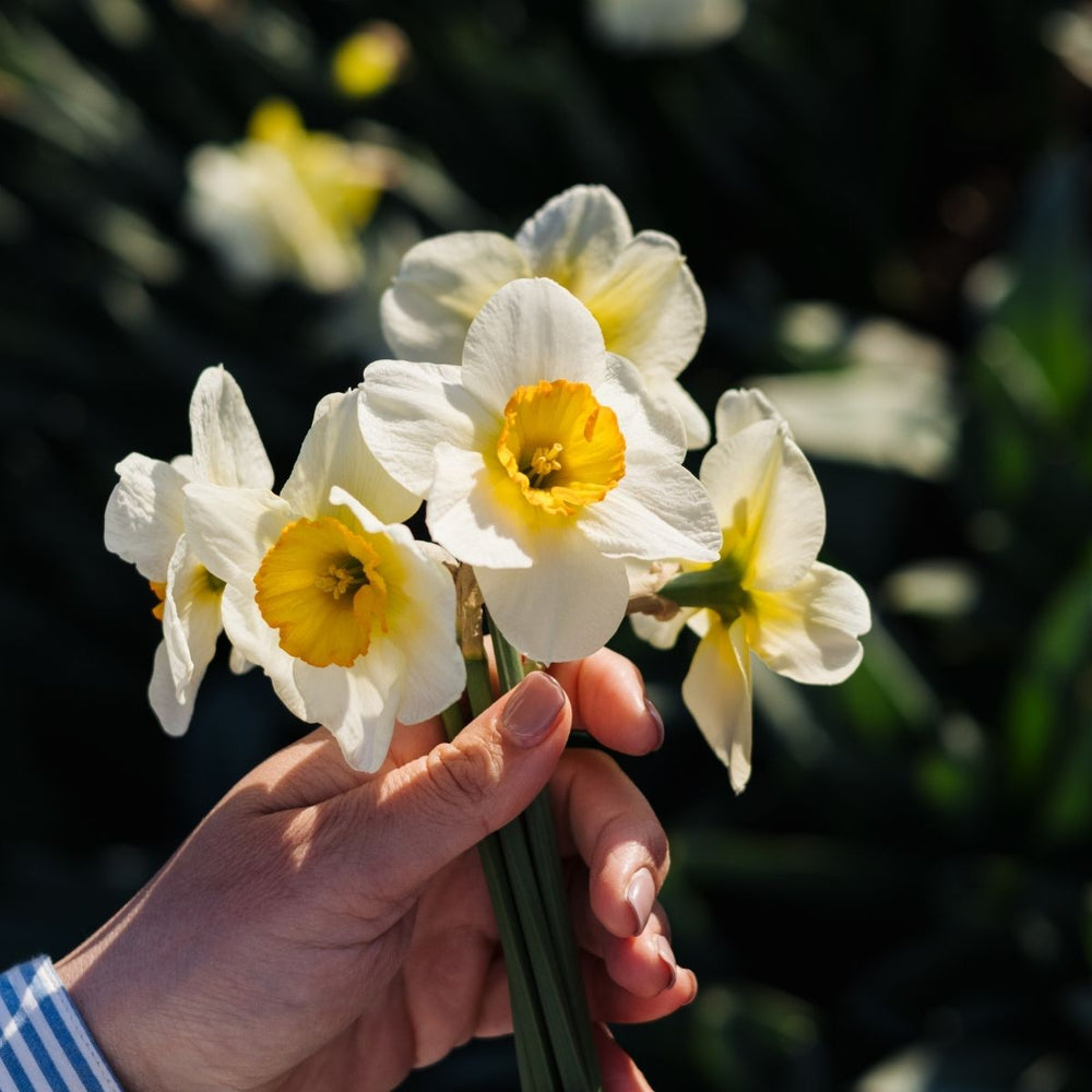 Bloembollen bij een zachte winter: wat gebeurt er en wat moet je doen?