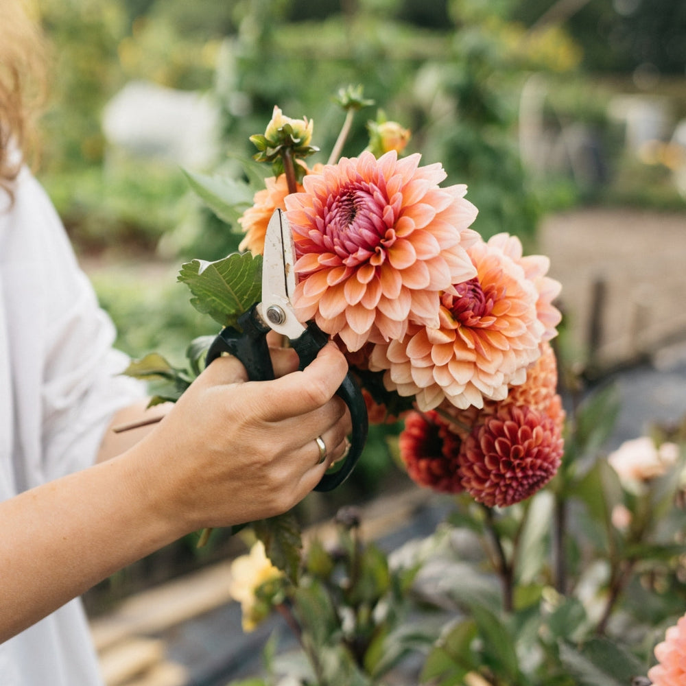 Dahlia 101: alles wat je moet weten voordat je gaat beginnen