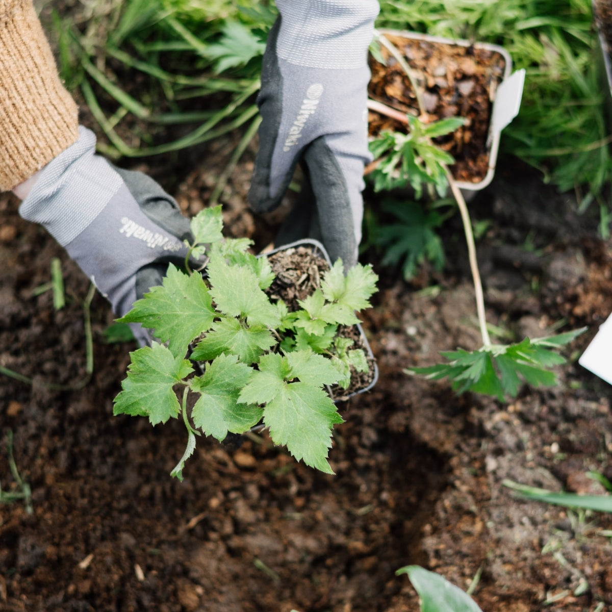 De levenscyclus van een plant