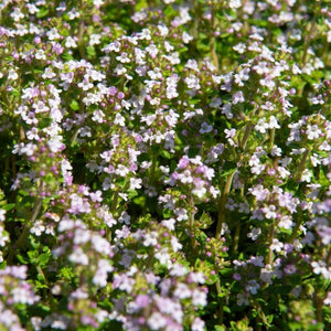 Geurende planten voor op je terras of balkon