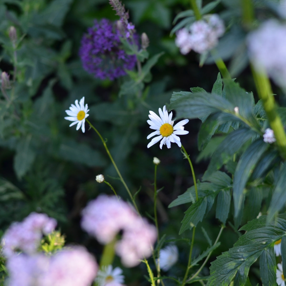 Gezonde planten zonder kunstmest — het kán