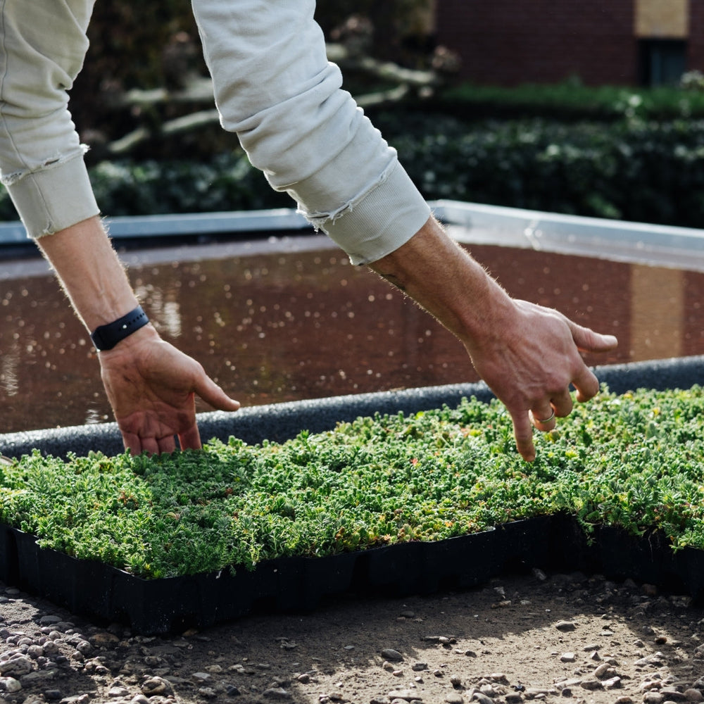 Hoe installeer je een groen dak met sedumcassettes
