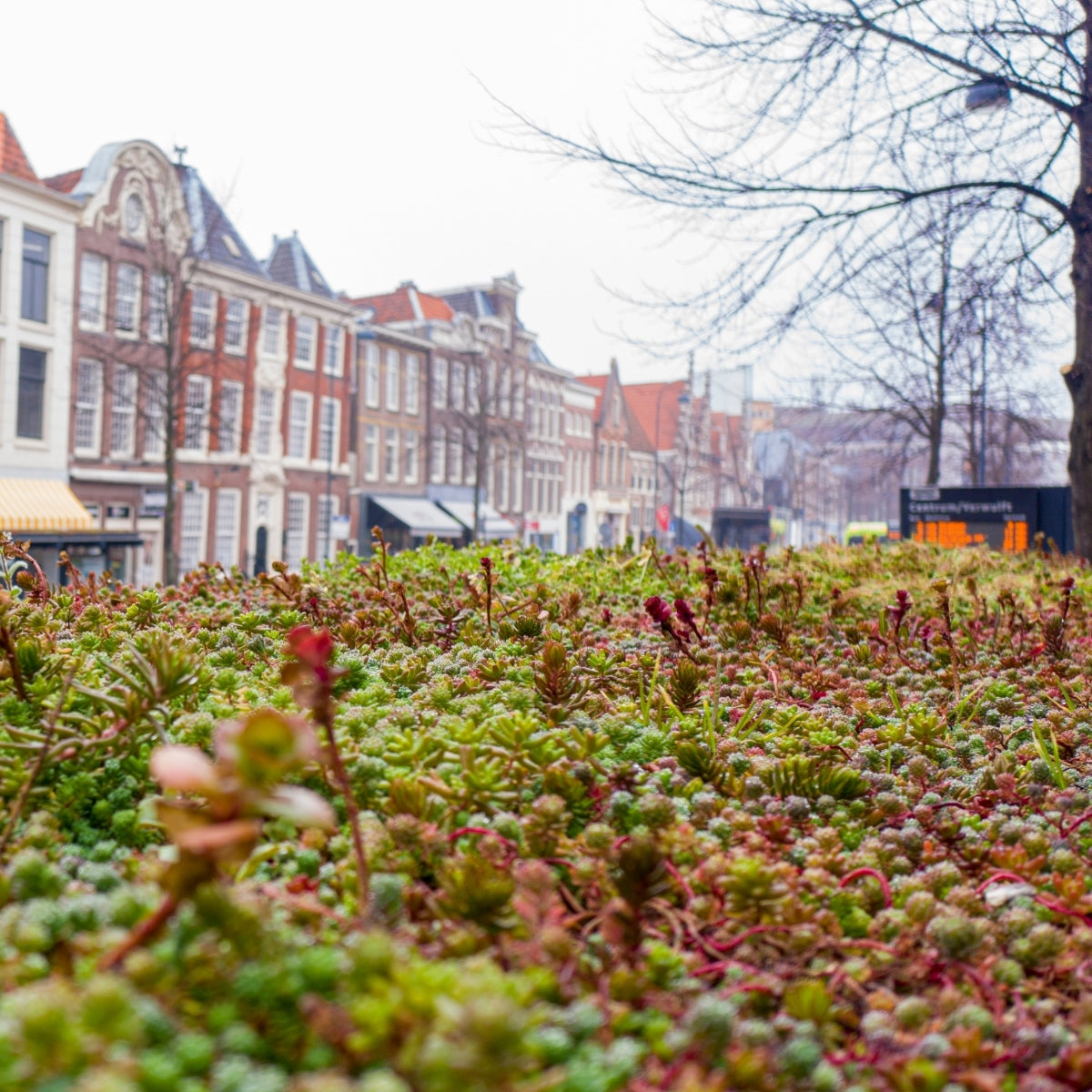Wat zijn sedum cassettes en hoe onderhoud je een duurzaam sedumdak?