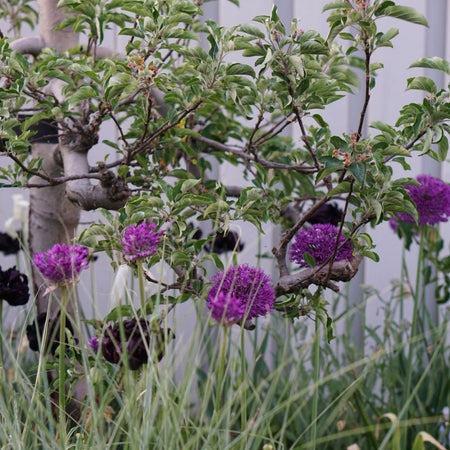 Inspiratie: bloembollen in de hoofdrol van een border