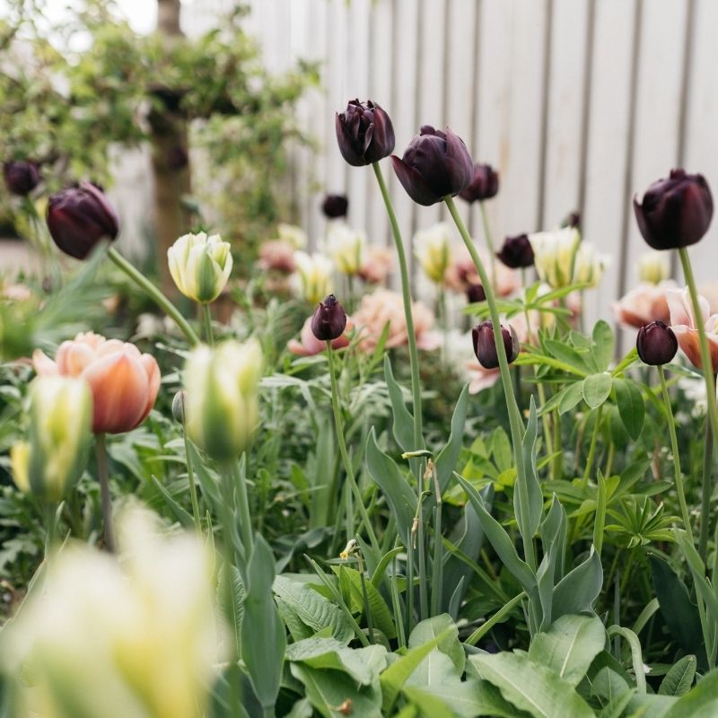 Inspiratie: bloembollen in de hoofdrol van een border
