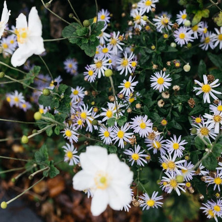 Laatbloeiers die je tuin nu nog kleur geven