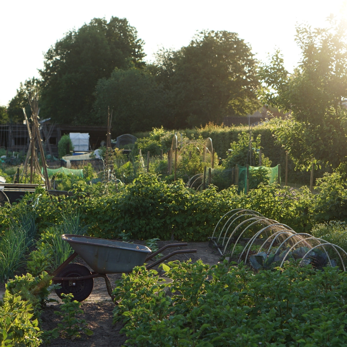 Plannen maken voor de moes- en pluktuin: zo begin je goed