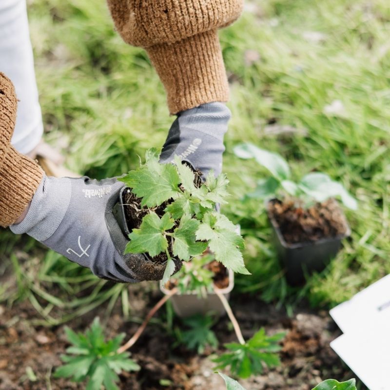 Het najaar is de beste tijd voor nieuwe aanplant