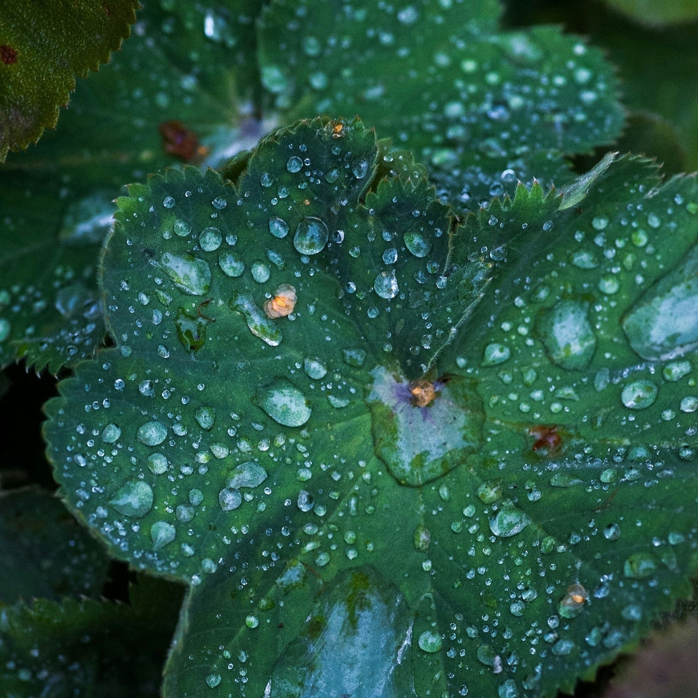 Wat doet de regen met je tuin